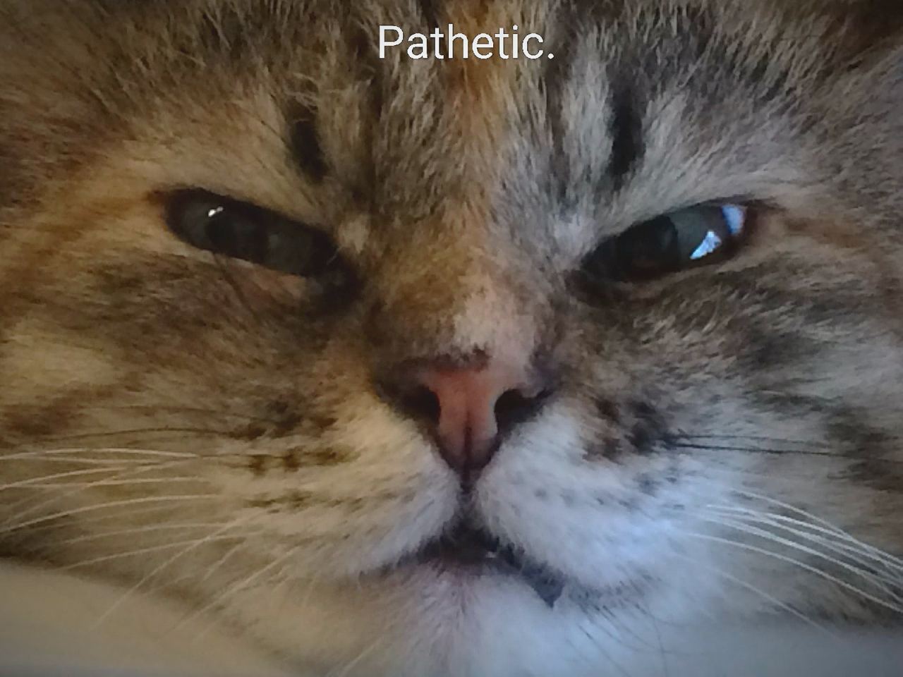 Pathetic.