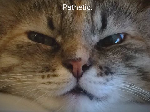 Pathetic.