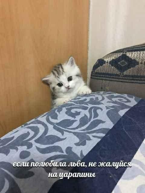 777. 4 если полюдила не жалу на иаралиня