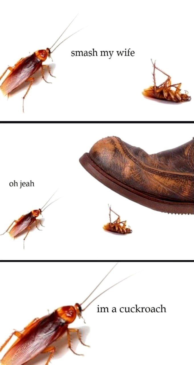 smash my wife jeah adi а cuckroach