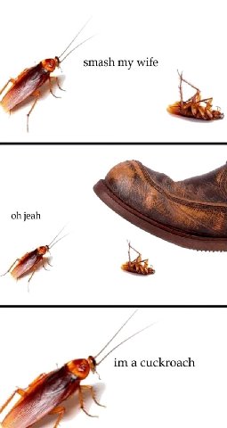 smash my wife jeah adi а cuckroach