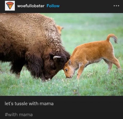 eee woefullobster Follow let's tussle with mama #with mama