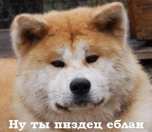 Ну ты пиздец еблан