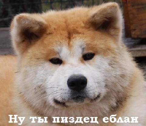 Ну ты пиздец еблан