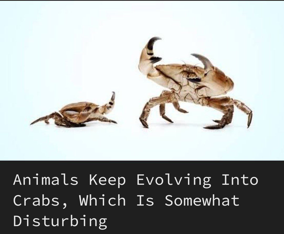 4 Animals Keep Evolving Into Crabs, Which Is Somewhat Disturbing