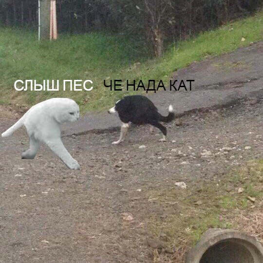 СЛЫШ ПЕС
