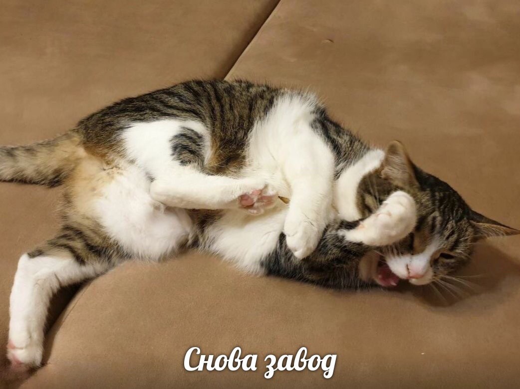 Снова завод
