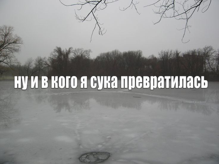 a сука превратилась