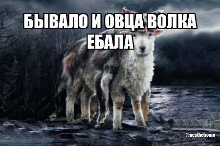 БЫВАЛО И ОВЦА`ВОЛКА