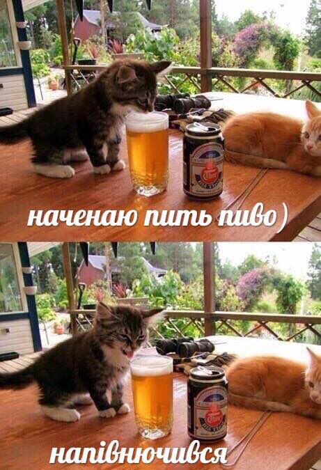 наченаю пить пибо