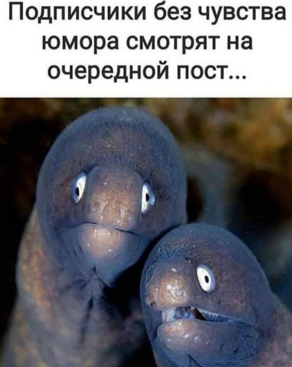 Подписчики без чувства юмора смотрят на очередной пост...