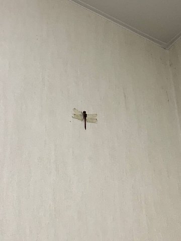 короче во-первых это новый питомец
во-вторых мы с павлой сделали одинаковые фотографии с разницей в пять минут
думайте