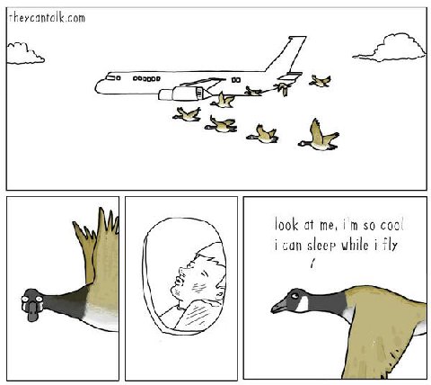 theycantalk.com look at me, so cool ican sleep while i fly о