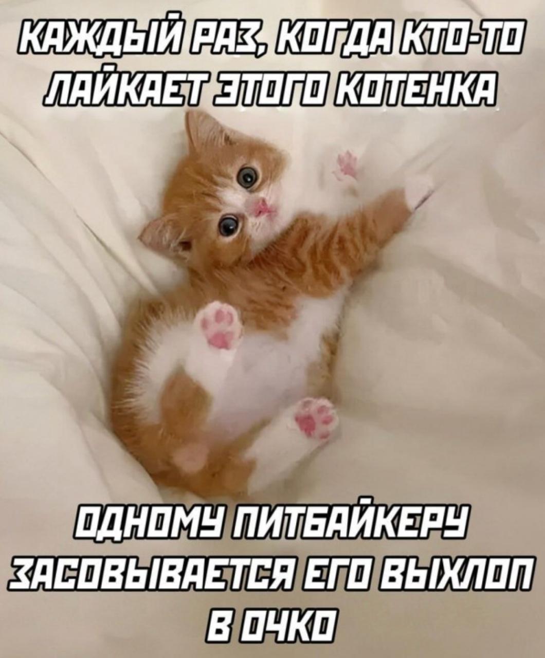 KOTEHKA ОДНОМУ ПИТБАЙКЕРУ ЗАСОВЫВАЕТСЯ ЕГО ВЫХЛОП В