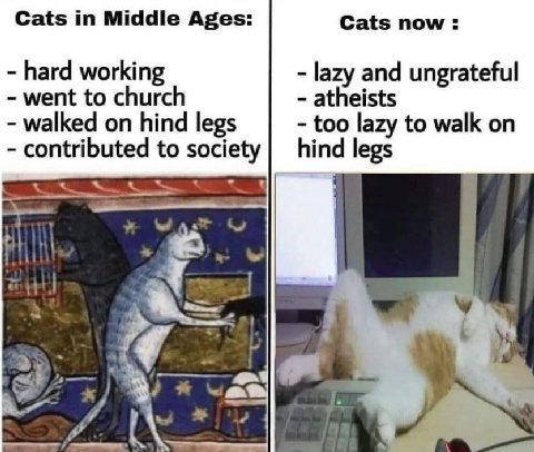 Cats in Middle Ages: Cats now: hard working lazy and ungrateful went to church atheists walked on hind legs too lazy to walk on contributed to society hind legs