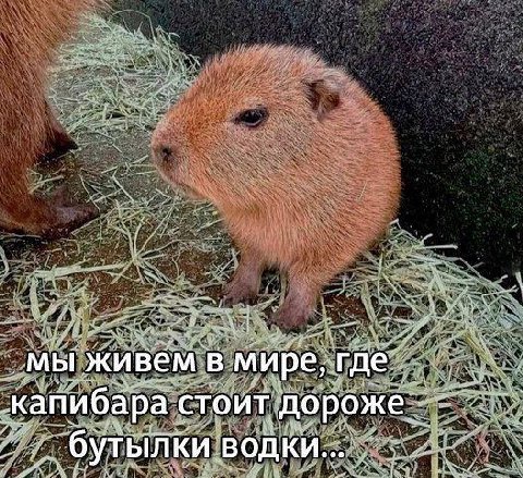 мы живем мире, roe капибара‹ стоит ‘дороже бутылки водки...