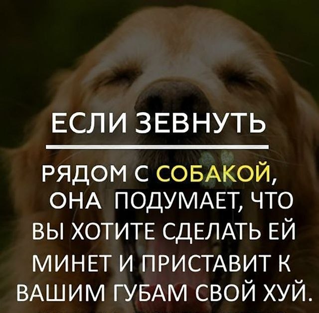 ЕСЛИ ЗЕВНУТЬ РЯДОМ С СОБАКОЙ, ОНА ПОДУМАЕТ, ЧТО ВЫ ХОТИТЕ СДЕЛАТЬ МИНЕТ И ПРИСТАВИТ К ВАШИМ ГУБАМ СВОЙ ХУЙ.
