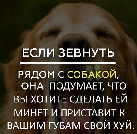 ЕСЛИ ЗЕВНУТЬ РЯДОМ С СОБАКОЙ, ОНА ПОДУМАЕТ, ЧТО ВЫ ХОТИТЕ СДЕЛАТЬ МИНЕТ И ПРИСТАВИТ К ВАШИМ ГУБАМ СВОЙ ХУЙ.