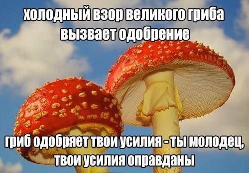 холодный взор великого гриба вызвает гриб одобряет твои ТЫ молодец, твои усилия оправданы