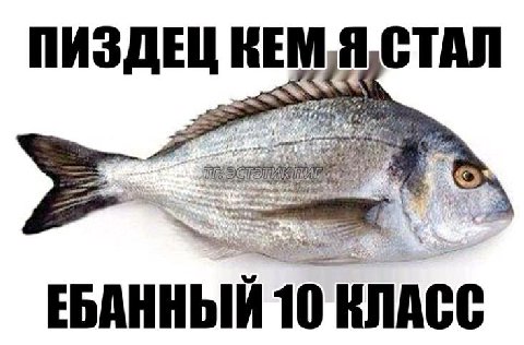 ПИЗДЕЦ СТАЛ ЕБАННЫЙ 10 КЛАСС