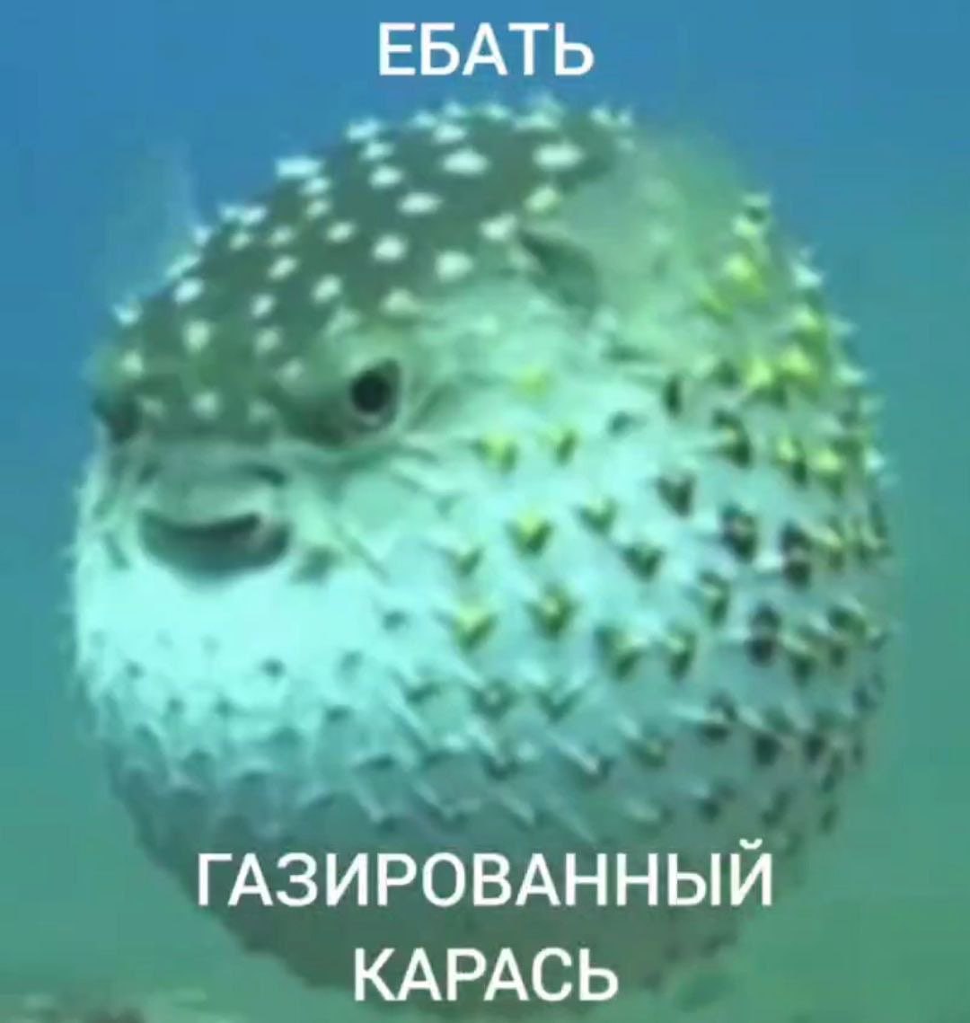 ЕБАТЬ ГАЗИРОВАННЫЙ КАРАСЬ
