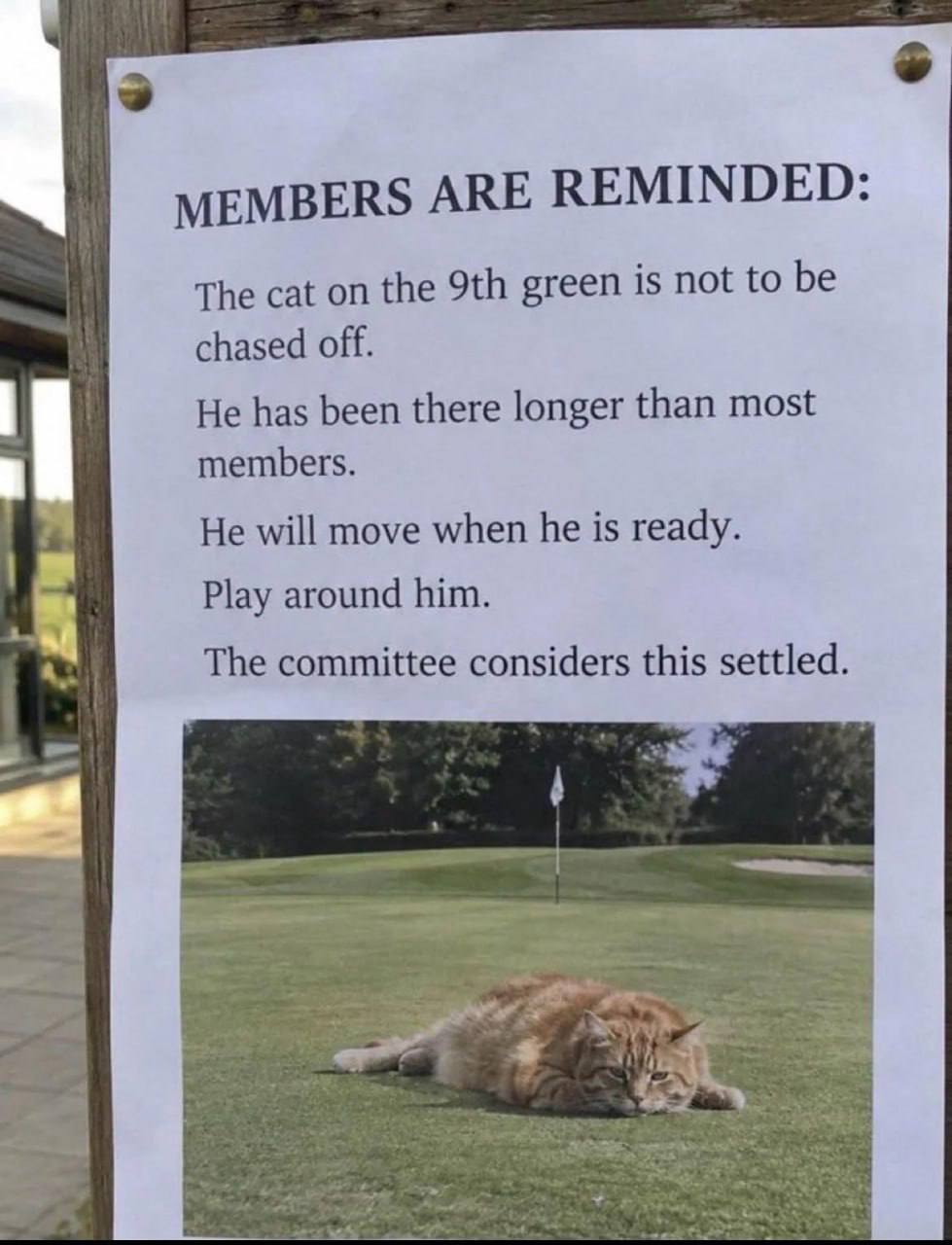 3 MEMBERS ARE REMINDED: The cat on the green is not to be chased off. He has been there longer than most members. He will move when he is ready. Play around him. The committee considers this settled.