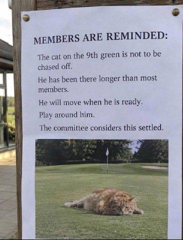 3 MEMBERS ARE REMINDED: The cat on the green is not to be chased off. He has been there longer than most members. He will move when he is ready. Play around him. The committee considers this settled.