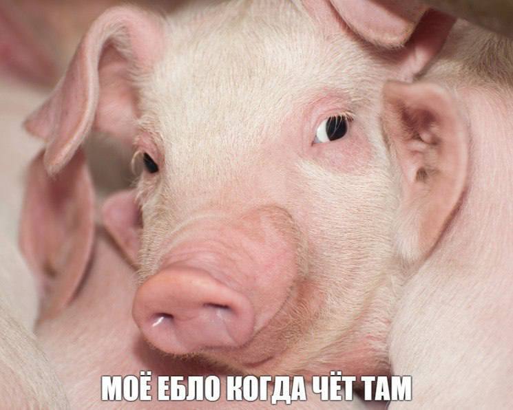 rye Wie he ata toe as за МОЕ ЕБЛО КОГДА