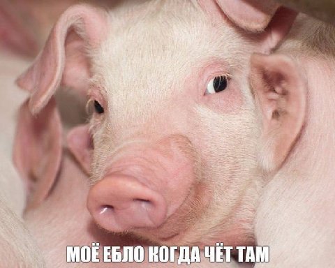 rye Wie he ata toe as за МОЕ ЕБЛО КОГДА