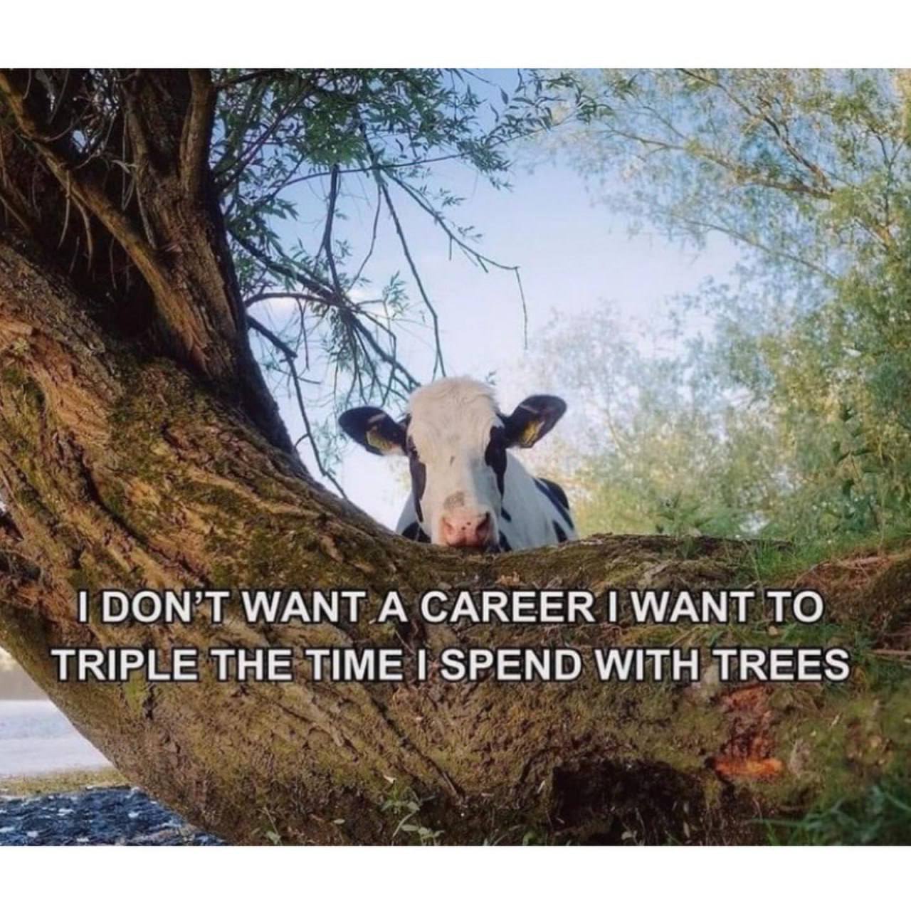 DON'T WANT А CAREER 1 WANT ТО TRIPLE THE TIME SPEND WITH TREES