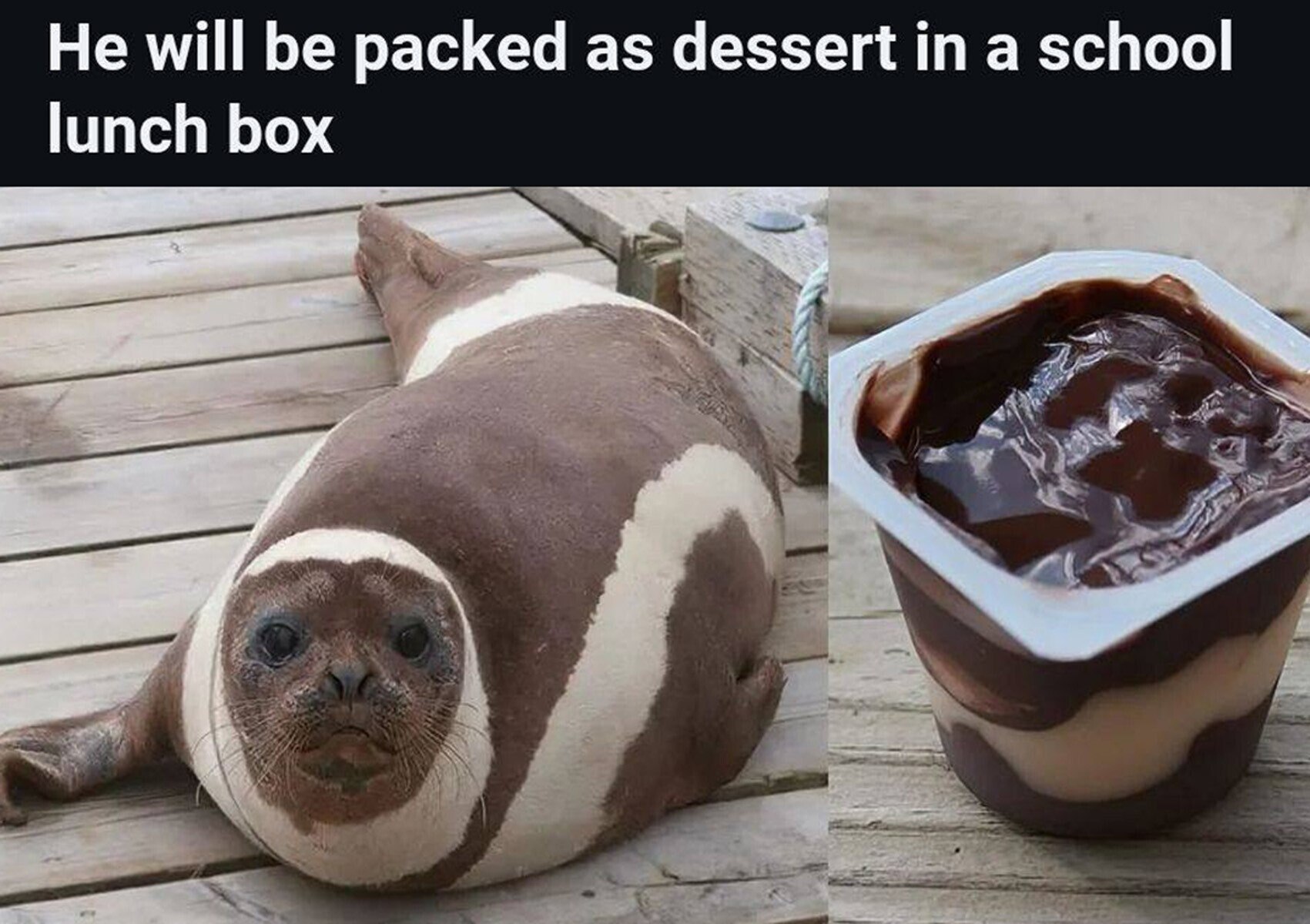 Не will packed as dessert a school lunch box