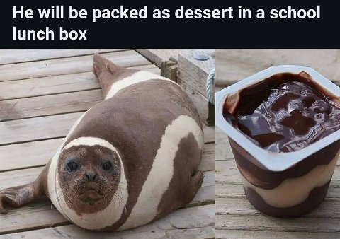 Не will packed as dessert a school lunch box