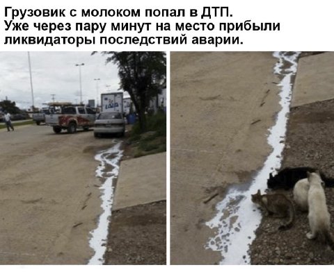 Грузовик с молоком попал в ДТП. Уже через пару минут на место прибыли ликвидаторы последствий аварии.