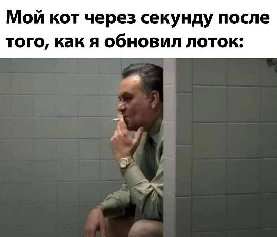 Мой кот через секунду после того, как я обновил лоток: