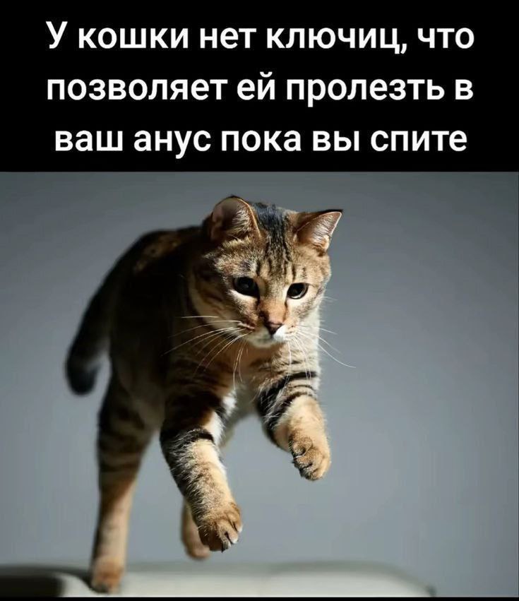 У кошки нет ключиц, что позволяет пролезть в ваш анус пока вы спите