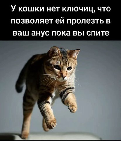 У кошки нет ключиц, что позволяет пролезть в ваш анус пока вы спите
