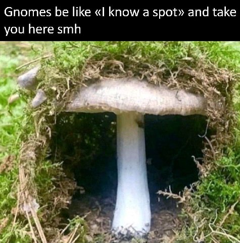 Gnomes be like know а spot» and take you here smh