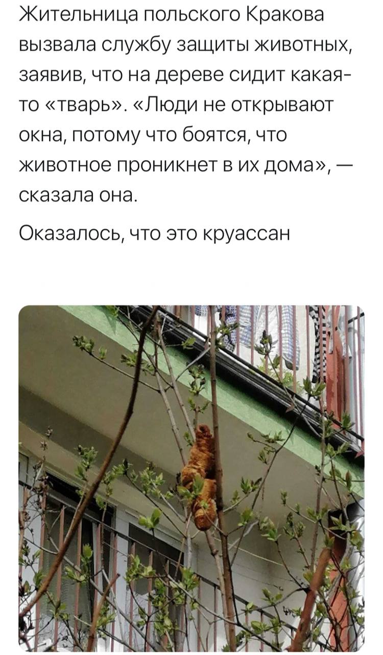 Жительница польского Кракова вызвала службу защиты животных, заявив, что на дереве сидит какая- то «тварь». «Люди не открывают окна, потому что боятся, что животное проникнет в дома», сказала она. Ока