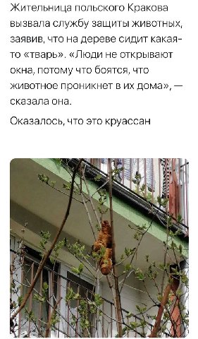Жительница польского Кракова вызвала службу защиты животных, заявив, что на дереве сидит какая- то «тварь». «Люди не открывают окна, потому что боятся, что животное проникнет в дома», сказала она. Ока