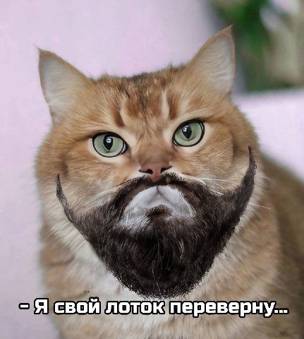 Я свой лоток переверну...