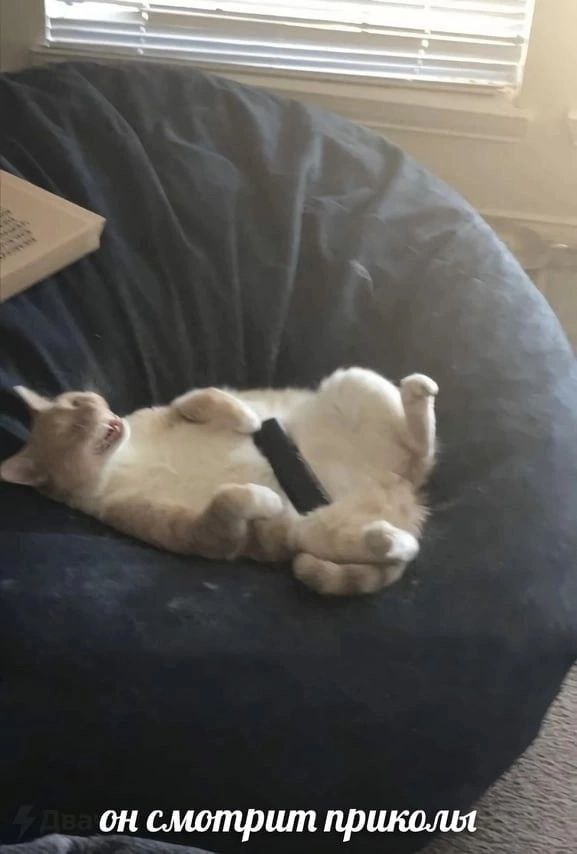он смотрит приколы
