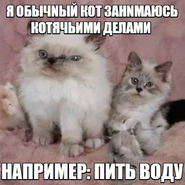 Я ОБЫЧНЫЙ НОТ ЗАННМАЮСЬ КОТЯЧЬИМИ ДЕЛАМИ НАПРИМЕР: ПИТЬ ВОДУ
