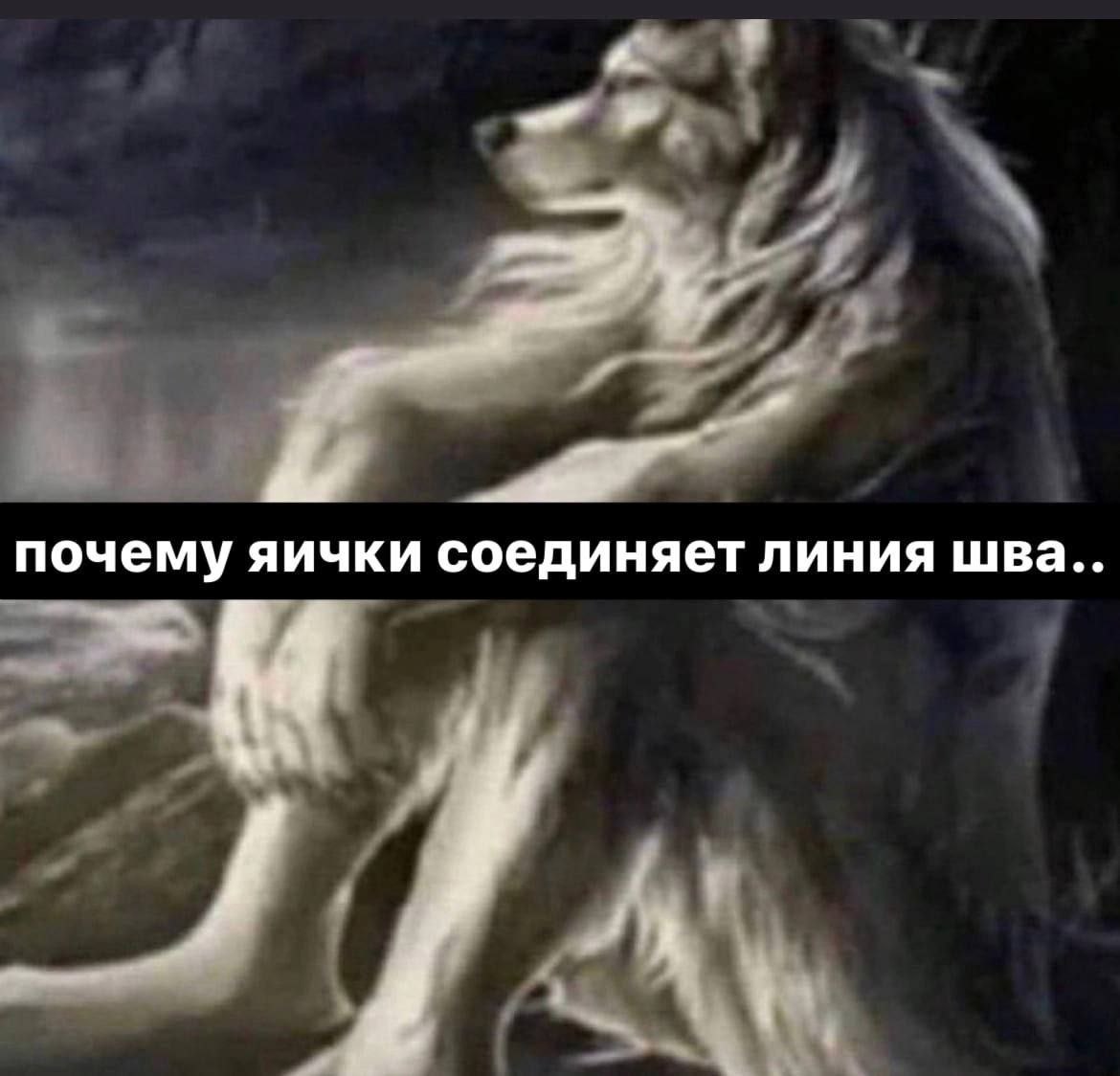 почему яички соединяет линия шва..