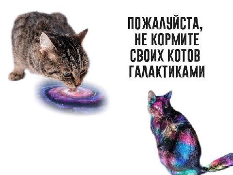 ПОЖАЛУИСТА, НЕ КОРМИТЕ СВОИХ KOTOB а