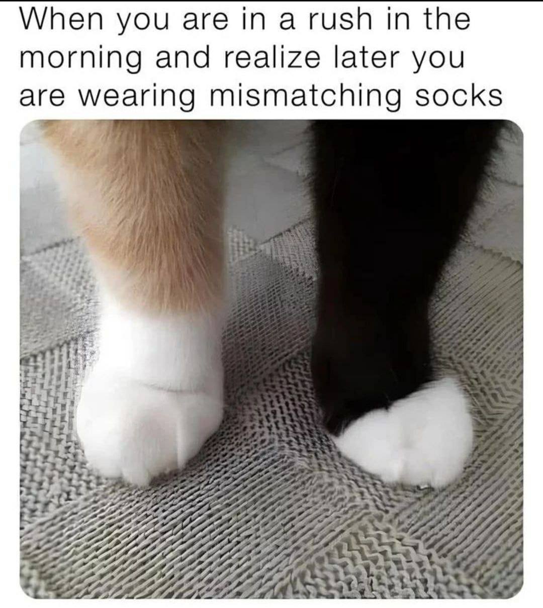 When you are а rush in the morning and realize later you are wearing mismatching socks “4
