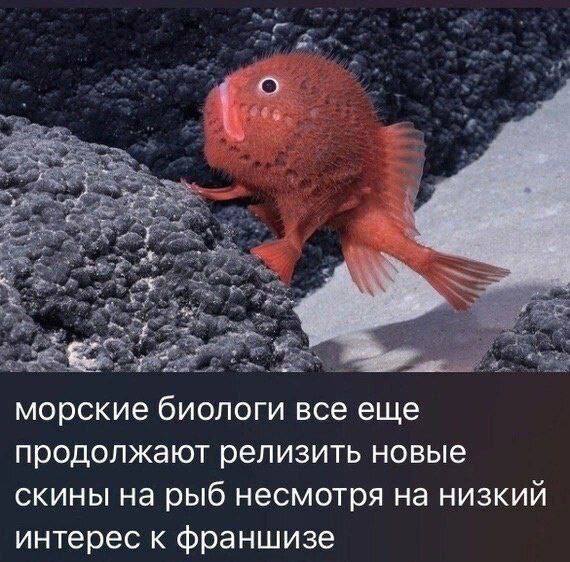 морские биологи все еще продолжают релизить новые скины на рыб несмотря на низкий интерес к франшизе