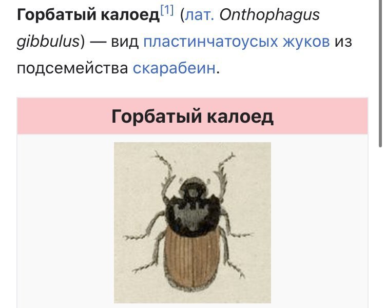 Горбатый калоед!! (nat. Onthophagus gibbulus) вид пластинчатоусых жуков из подсемейства скарабеин. Горбатый калоед