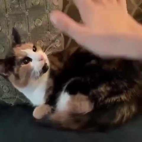 мем