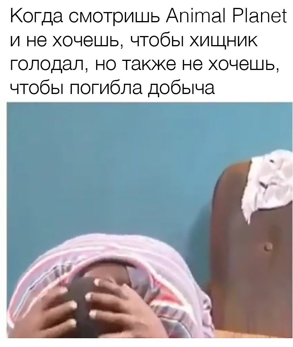 Когда смотришь Animal Planet и не хочешь, чтобы хищник голодал, но также не хочешь, чтобы погибла добыча