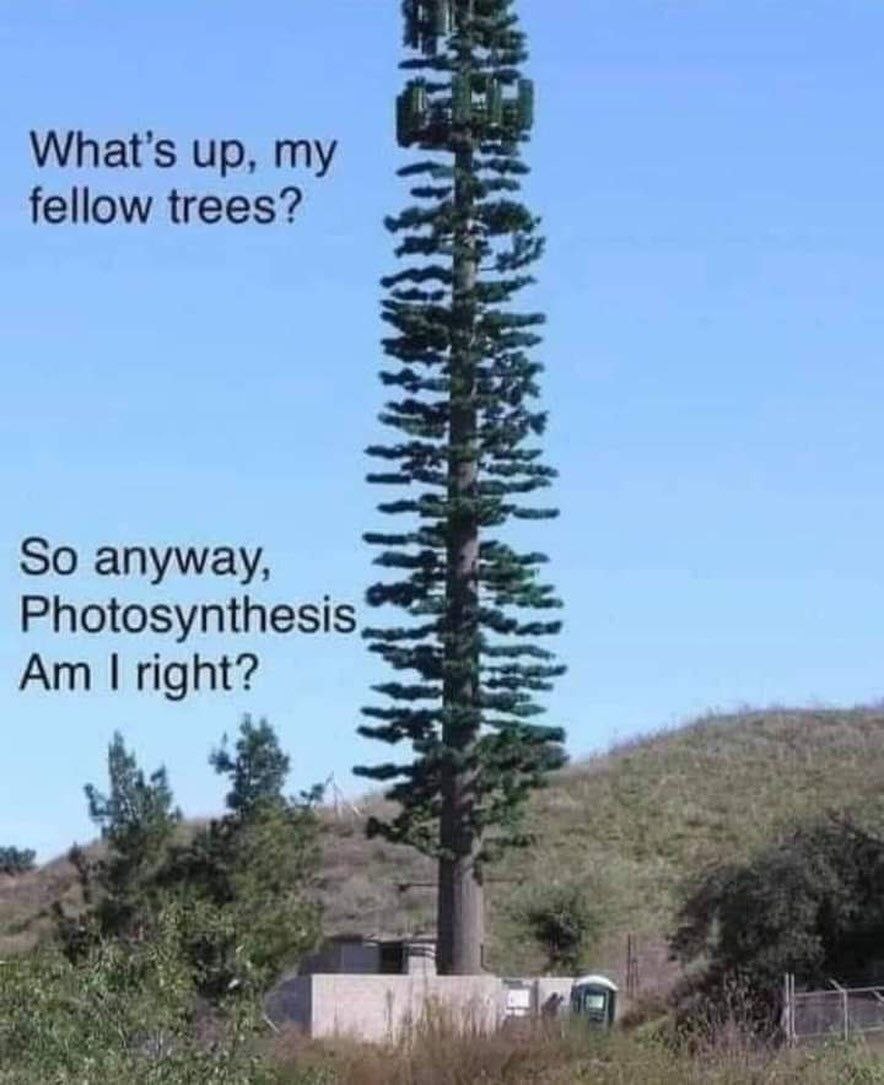 up, my fellow trees? 5. So anyway, Photosynthesis 1